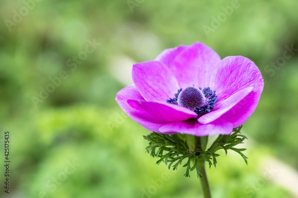 Fototapeta アネモネの花　春のイメージ
