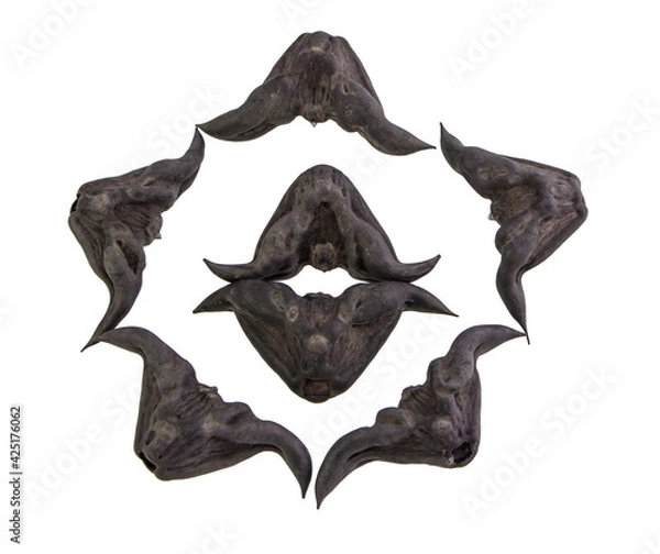 Fototapeta Chestnut Buffalo isolated