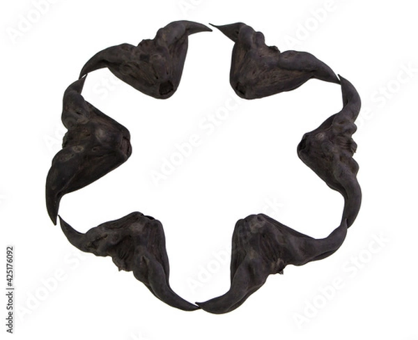 Fototapeta Chestnut Buffalo isolated