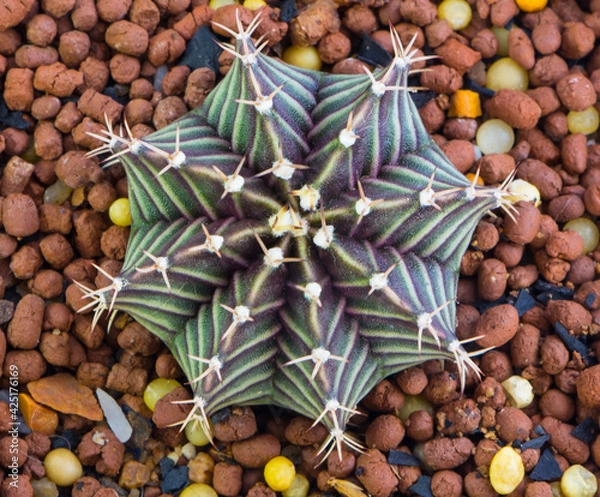 Obraz Close up Hybrid cactus