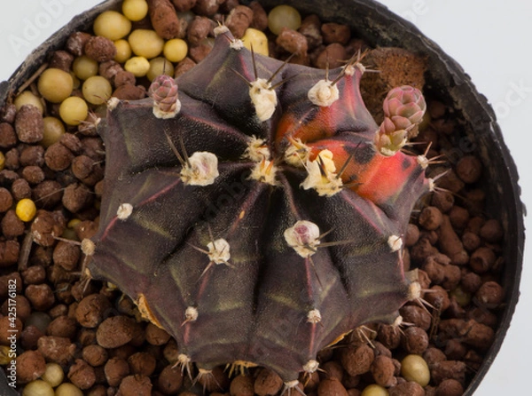 Obraz Close up Hybrid cactus