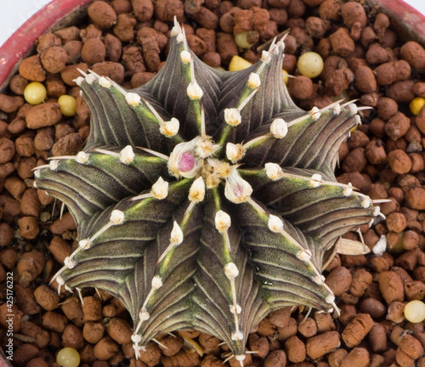 Obraz Close up Hybrid cactus