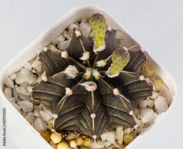 Obraz Close up Hybrid cactus