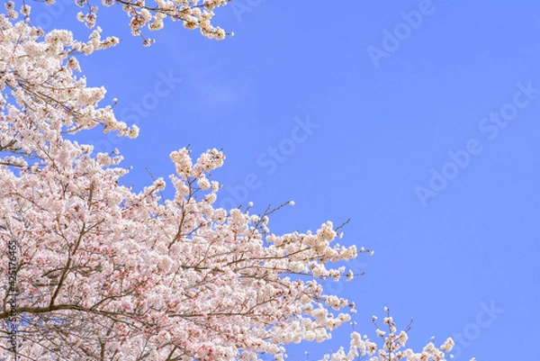 Fototapeta 一目千本桜　宮城県　大河原町