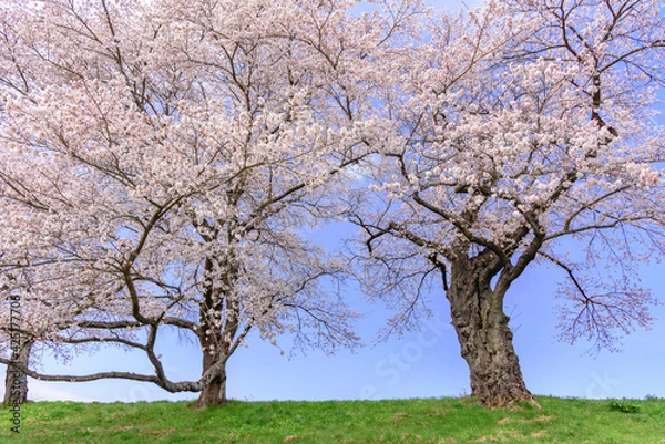 Fototapeta 一目千本桜　宮城県　大河原町