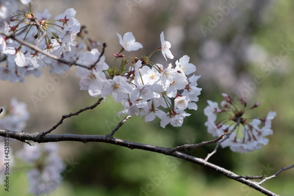 Obraz 桜