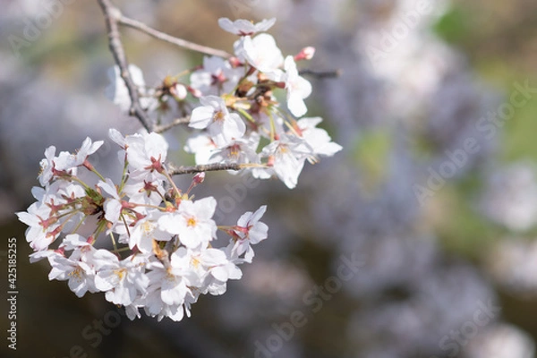 Obraz 桜