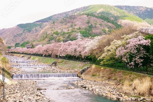 Obraz 箱根宮城野堤の満開の桜並木