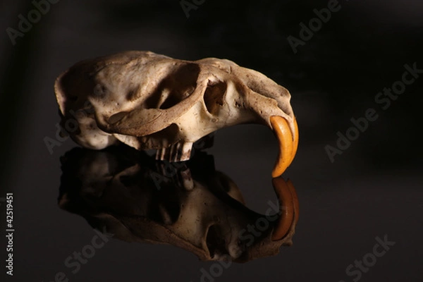 Obraz Schädel einer Ratte