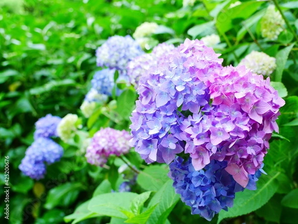 Fototapeta 寒色グラデーションのアジサイ