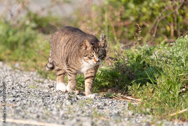 Fototapeta 歩いている猫　キジトラ猫