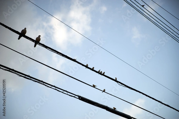 Fototapeta 小鳥のとまった電線