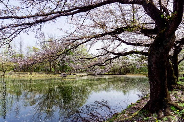 Fototapeta 桜の花びらが浮く池（太田ヶ谷沼）／鶴ヶ島市運動公園（埼玉県鶴ヶ島市）