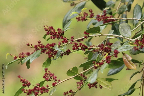 Obraz イスノキの赤い花