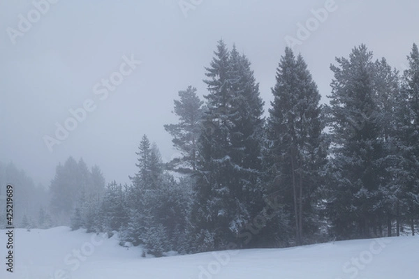 Fototapeta winter coniferous forest in the fog