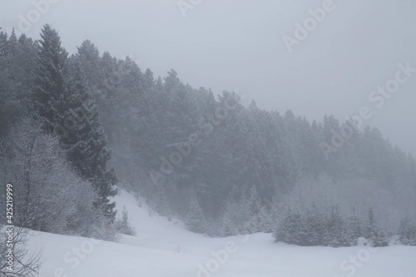 Fototapeta winter coniferous forest in the fog