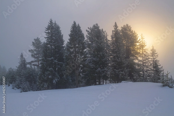Fototapeta winter forest in the fog at dawn