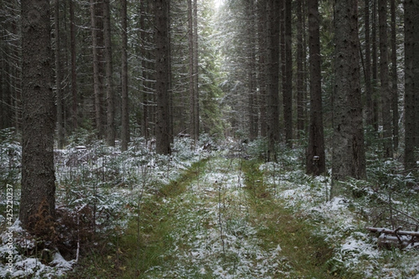 Fototapeta winter coniferous forest