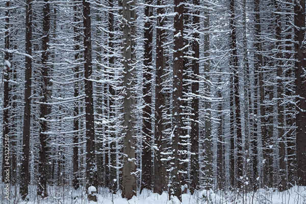 Fototapeta trunks of fir trees covered with snow closeup
