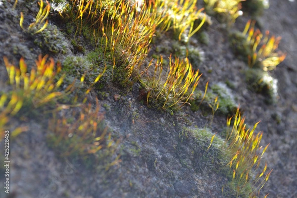 Fototapeta Paesaggio
