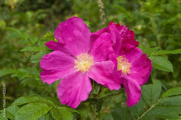 Fototapeta Pink rugosa rose flowers close-up