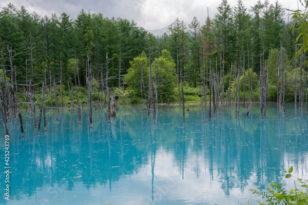 Fototapeta 緑の森を映す初夏の青い池　美瑛町
