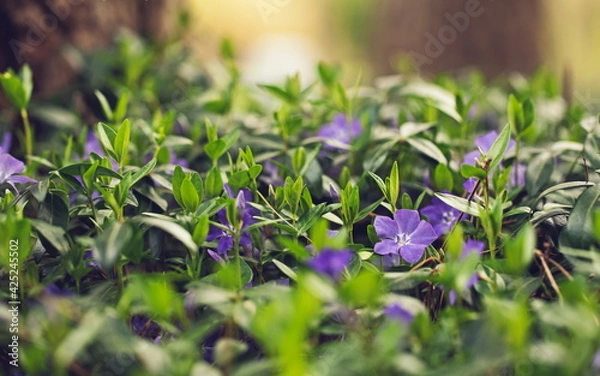 Obraz flowers in the grass