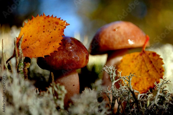 Obraz orange cap boletus