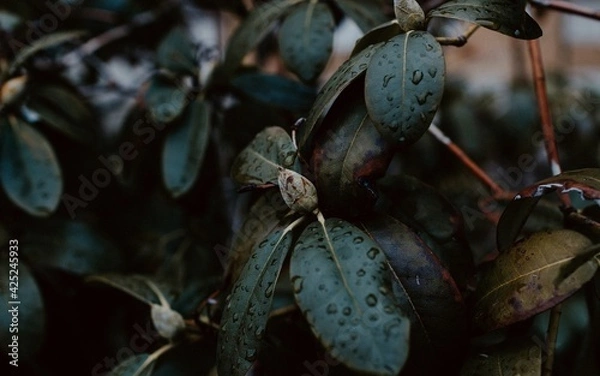 Obraz spider on a branch
