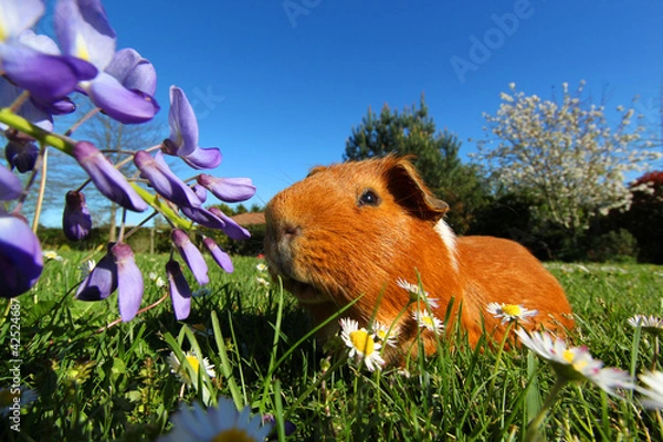 Obraz Cochon d'inde dans le jardin