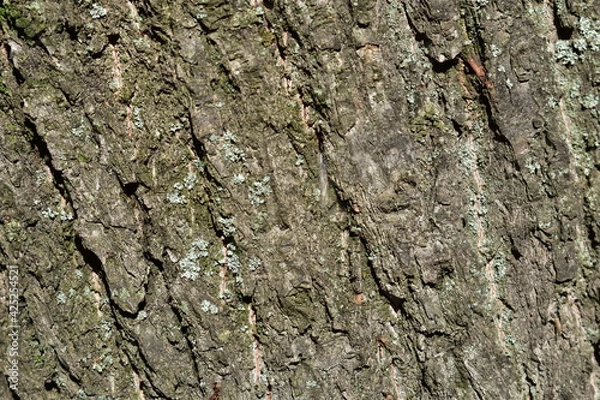 Fototapeta Bark texture, wood background