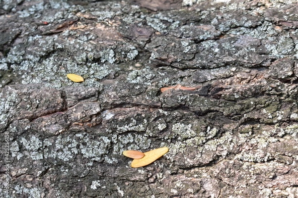 Fototapeta Bark texture, wood background