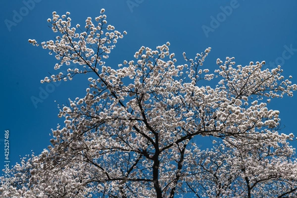 Fototapeta 林業試験場樹木公園の染井吉野が満開