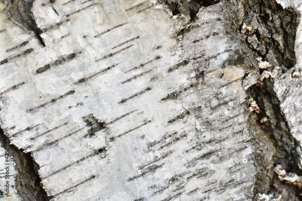 Obraz Bark texture, wood background