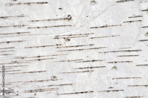 Fototapeta Bark texture, wood background