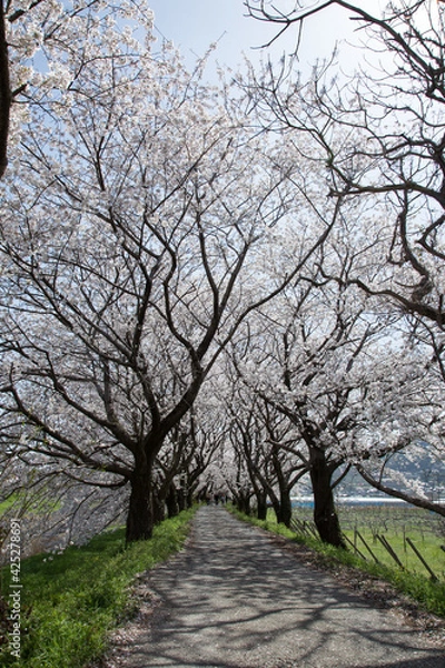 Fototapeta 福岡県うきは市　流川桜並木