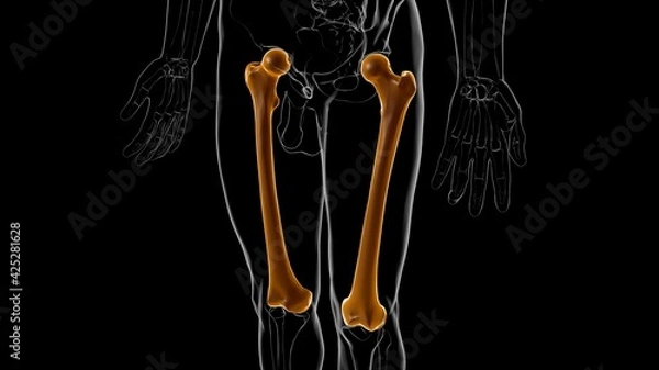 Fototapeta Human skeleton anatomy Femur Bone 3D Rendering