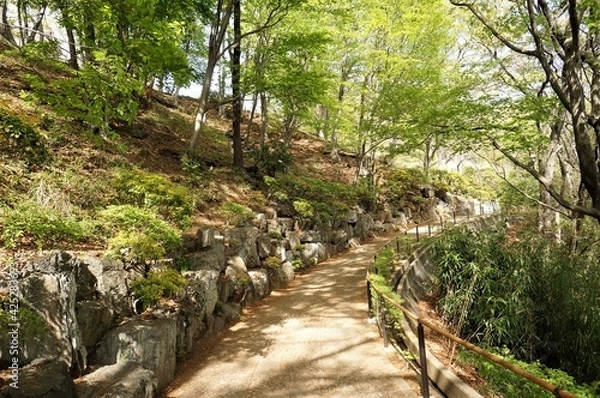 Obraz Path in the forest