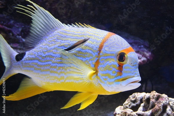 Obraz Threadfin snapper fish in a aquarium (Symphorichthys spilurus)