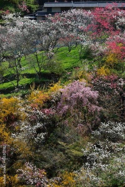 Fototapeta 斜面を飾る色とりどりの花々　上久喜　（高知県　仁淀川町）