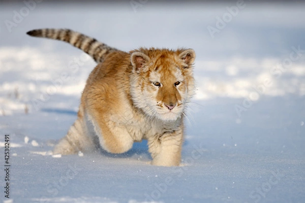 Fototapeta A tiger cub enjoys fresh snow.