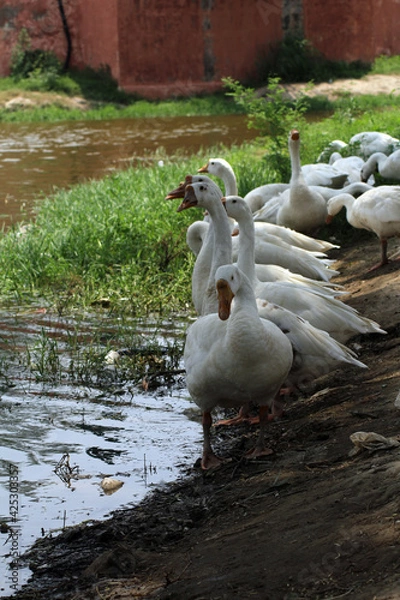 Fototapeta ducks on the river
