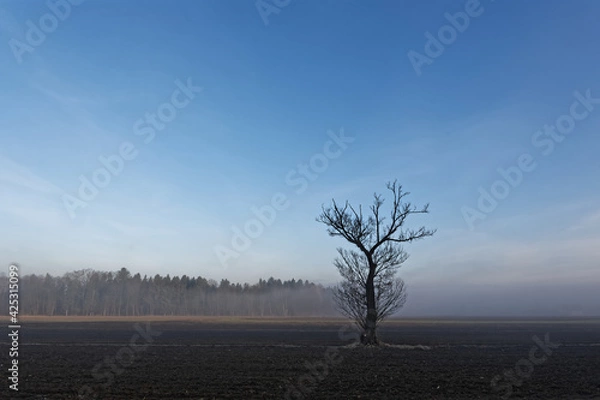 Obraz tree in fog