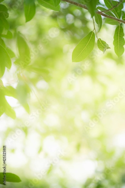 Fototapeta Amazing nature view of green leaf on blurred greenery background in garden and sunlight with copy space using as background natural green plants landscape, ecology, fresh wallpaper.