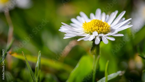 Obraz Frühlingsblume
