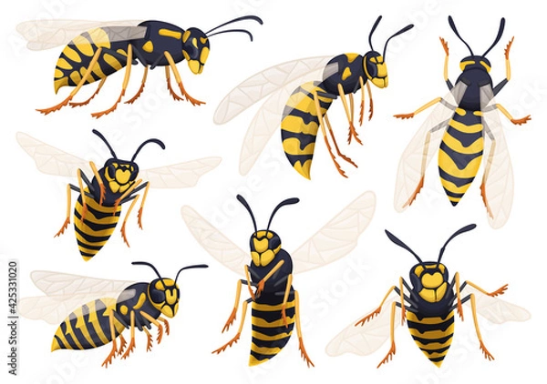 Fototapeta Wasp vector cartoon icon set . Collection vector illustration yellow wasp on white background. Isolated cartoon icon set bee and hornet for web design.