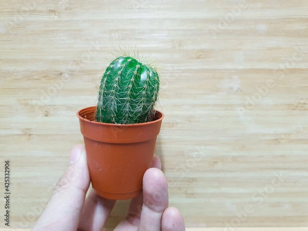 Obraz A cactus is a kind of a plant adapted to hot, dry climates. Plants which live this kind of life-style are called xerophytes. Most are succulents, which store water.