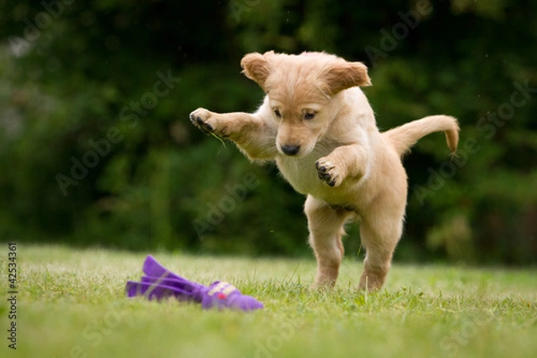 Obraz spielender Welpe
