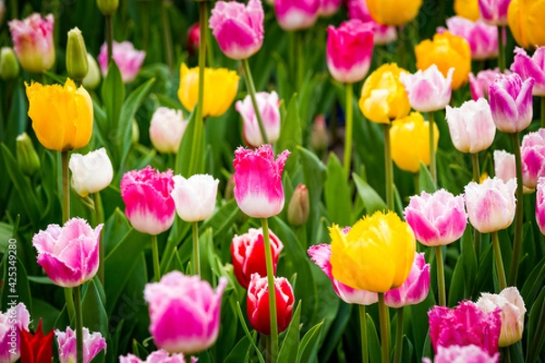 Obraz Beautiful bright colorful multicolored yellow, white, red, purple, pink blooming tulips on a large flowerbed in the city garden or flower farm field in springtime. Spring easter flower background.