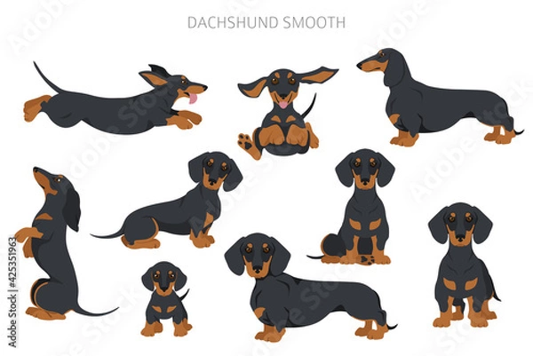 Obraz Dachshund short haired clipart. Different poses, coat colors set